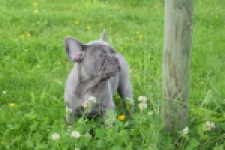 Bouldogue Francais (reu) 34450