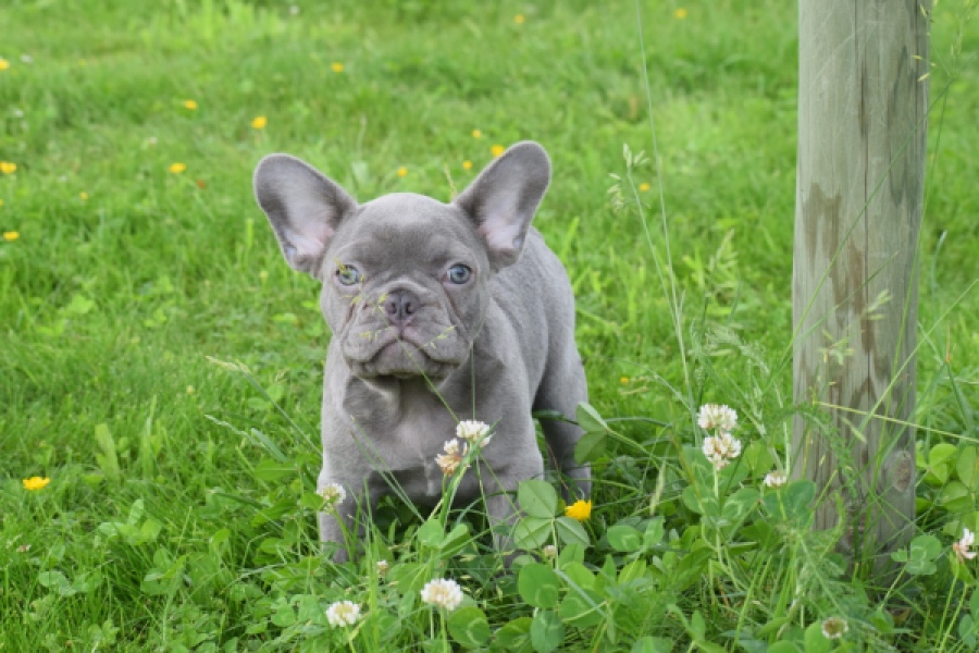 Bouldogue Francais (reu) 34450
