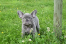 Bouldogue Francais (reu) 34450