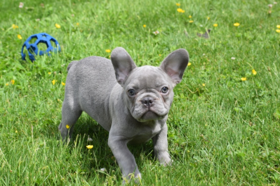Bouldogue Francais (teef) 34455