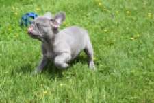 Bouldogue Francais (teef) 34455