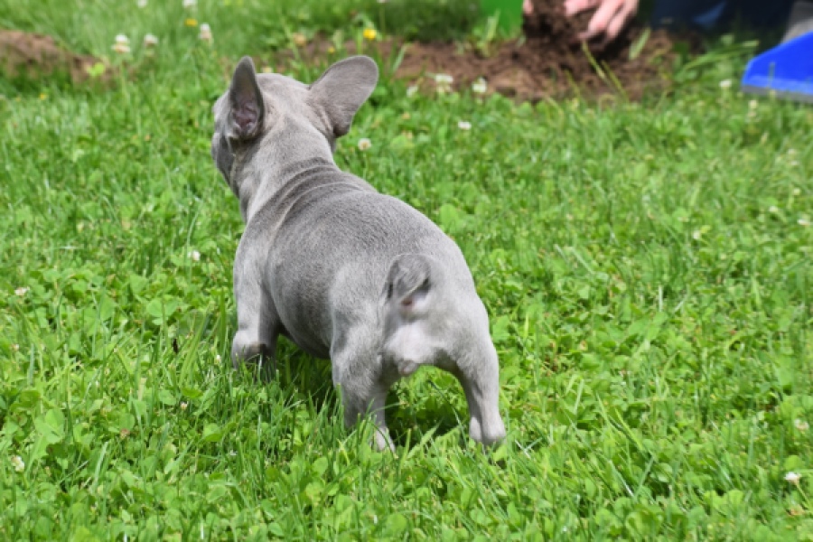 Bouldogue Francais (teef) 34455