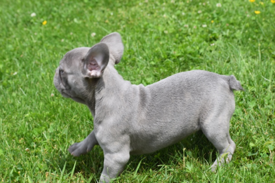 Bouldogue Francais (teef) 34455