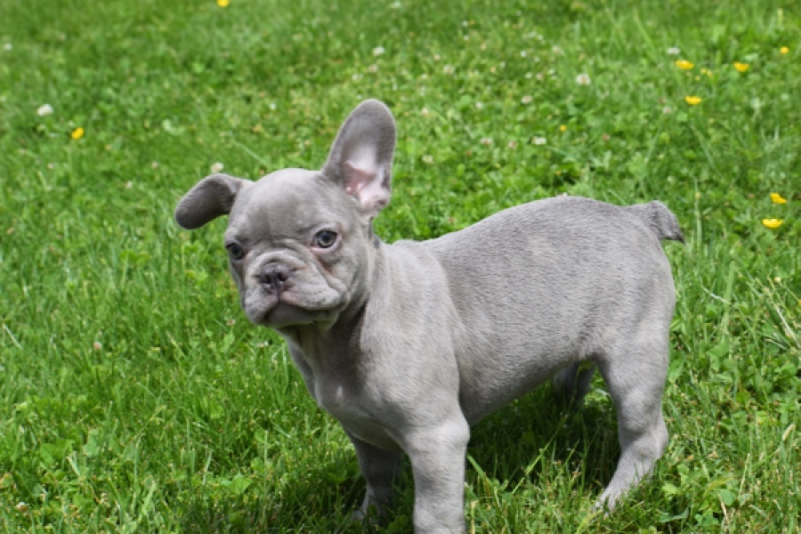 Bouldogue Francais (teef) 34455