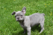 Bouldogue Francais (teef) 34455