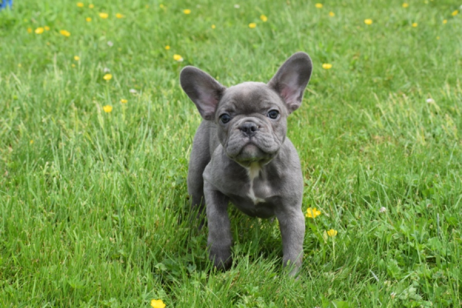 Bouldogue Francais (teef) 34451