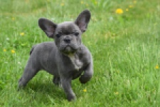 Bouldogue Francais (teef) 34451