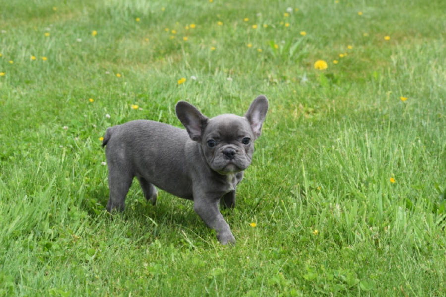 Bouldogue Francais (teef) 34451