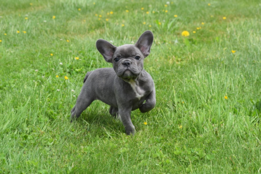Bouldogue Francais (teef) 34451