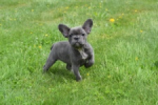 Bouldogue Francais (teef) 34451