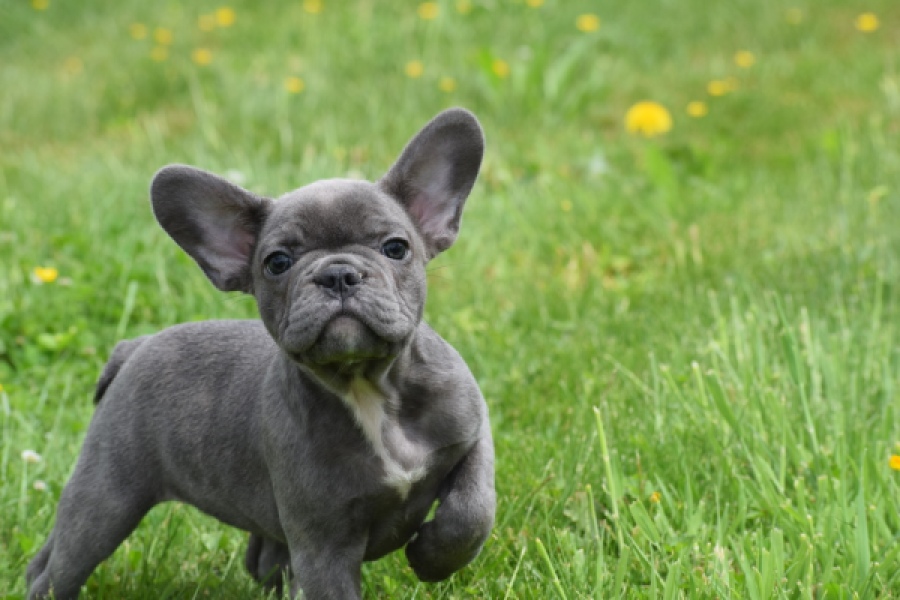 Bouldogue Francais (teef) 34451