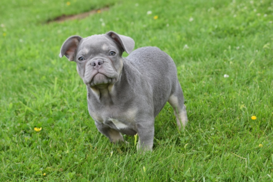 Bouldogue Francais (reu) 34456