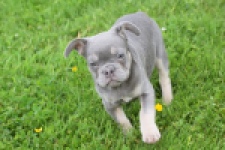 Bouldogue Francais (reu) 34456