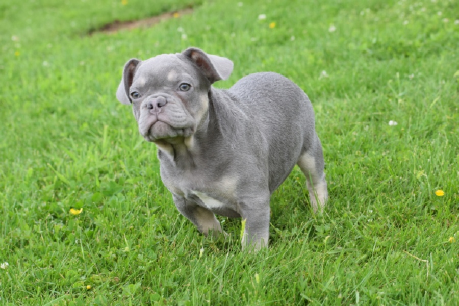 Bouldogue Francais (reu) 34456