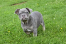 Bouldogue Francais (reu) 34456