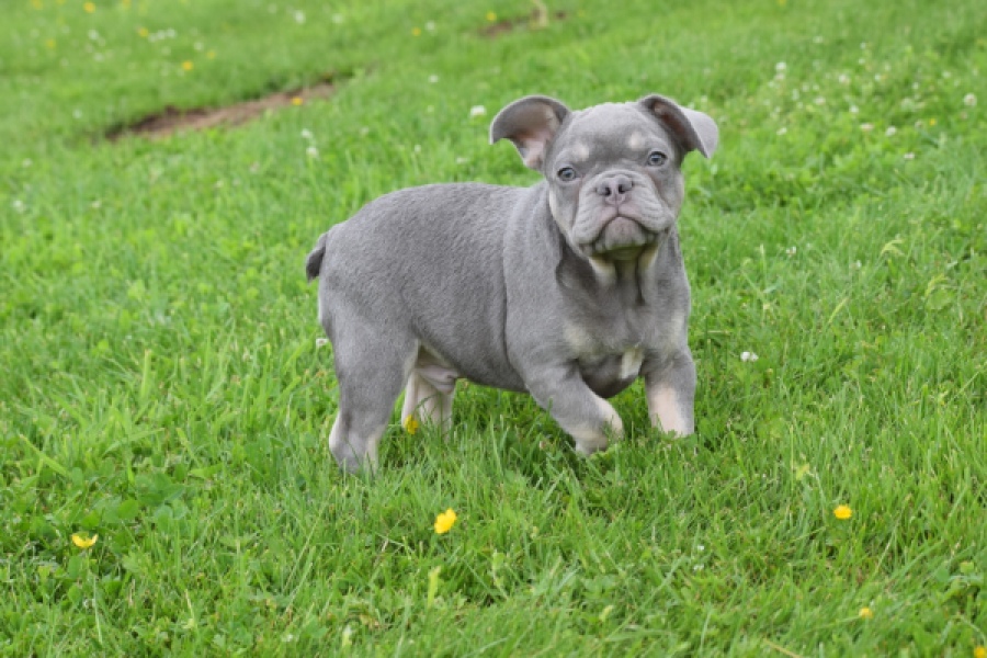 Bouldogue Francais (reu) 34456
