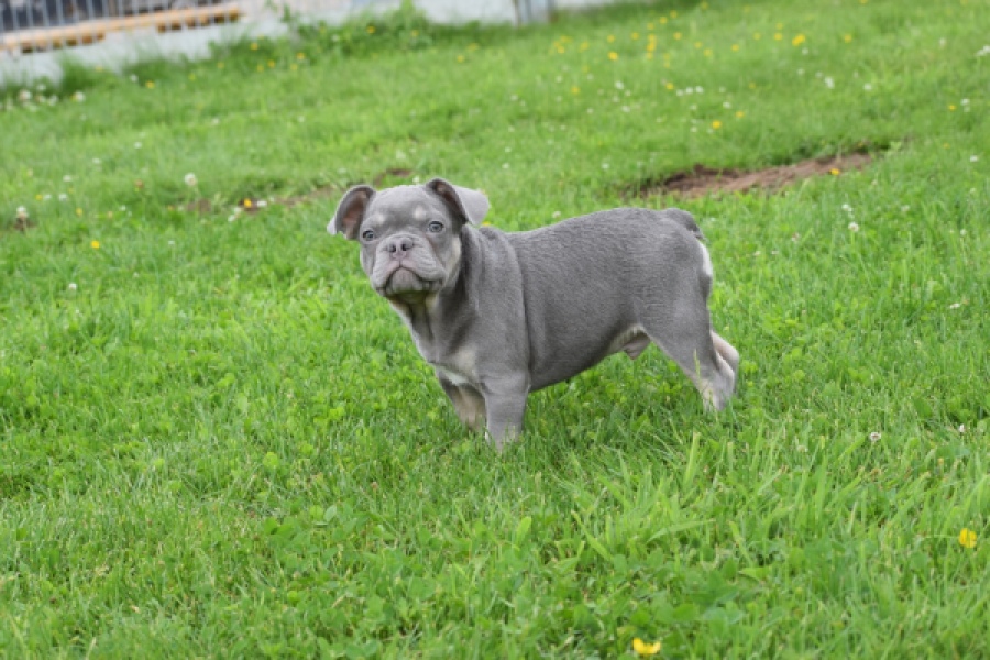 Bouldogue Francais (reu) 34456