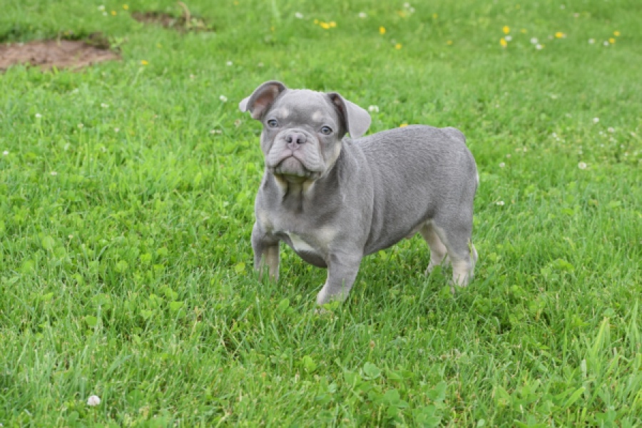 Bouldogue Francais (reu) 34456