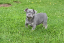 Bouldogue Francais (reu) 34456