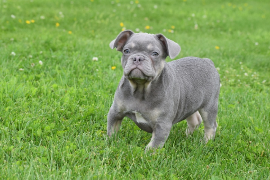 Bouldogue Francais (reu) 34456