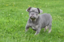 Bouldogue Francais (reu) 34456