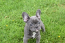 Bouldogue Francais (teef) 34445