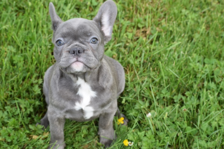 Bouldogue Francais (teef) 34445