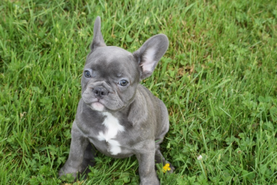 Bouldogue Francais (teef) 34445