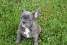 Bouldogue Francais (teef) 34445