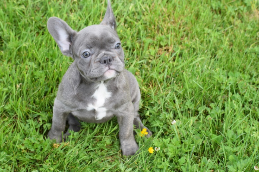 Bouldogue Francais (teef) 34445