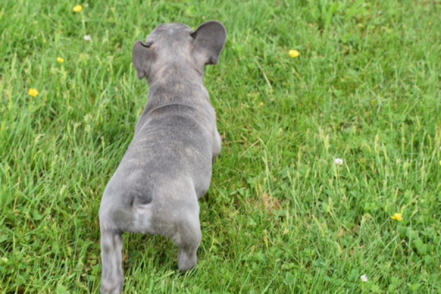 Bouldogue Francais (teef) 34445