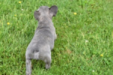 Bouldogue Francais (teef) 34445