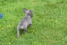 Bouldogue Francais (teef) 34445