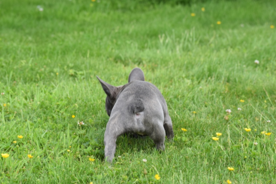 Bouldogue Francais (teef) 34445