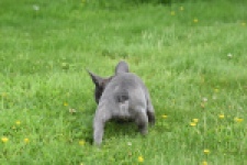 Bouldogue Francais (teef) 34445