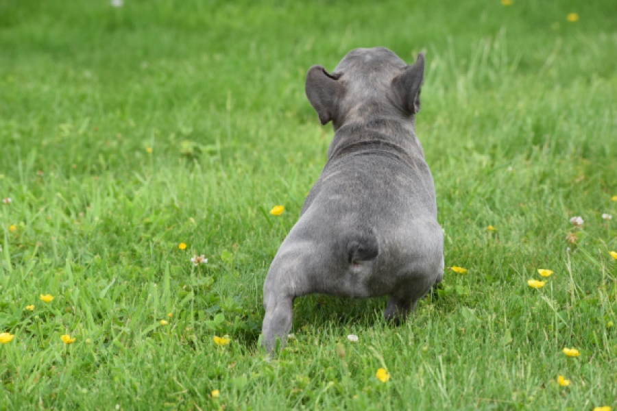 Bouldogue Francais (teef) 34445