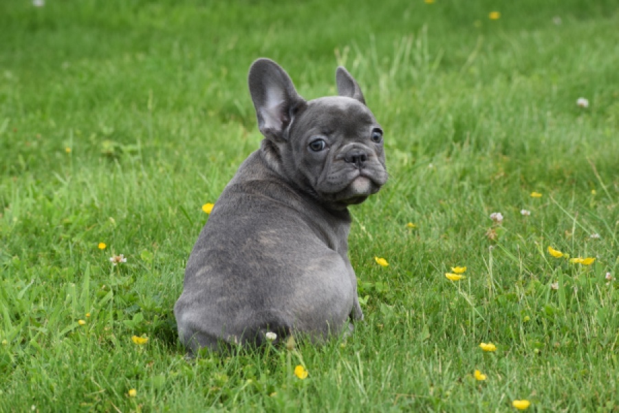 Bouldogue Francais (teef) 34445