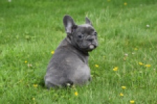Bouldogue Francais (teef) 34445