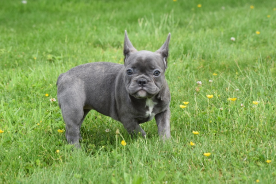Bouldogue Francais (teef) 34445