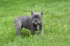 Bouldogue Francais (teef) 34445