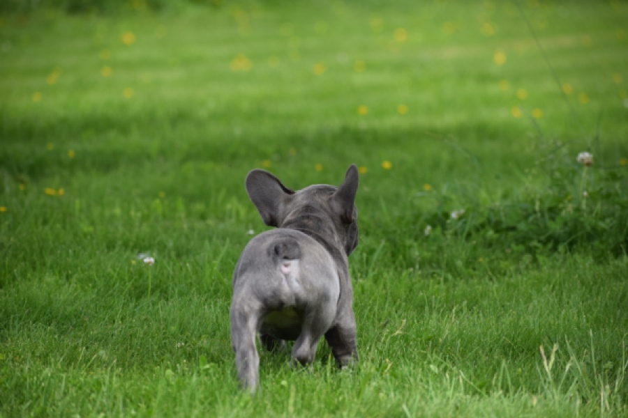 Bouldogue Francais (teef) 34445
