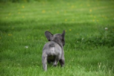 Bouldogue Francais (teef) 34445