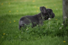 Bouldogue Francais (teef) 34445