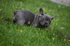 Bouldogue Francais (teef) 34460