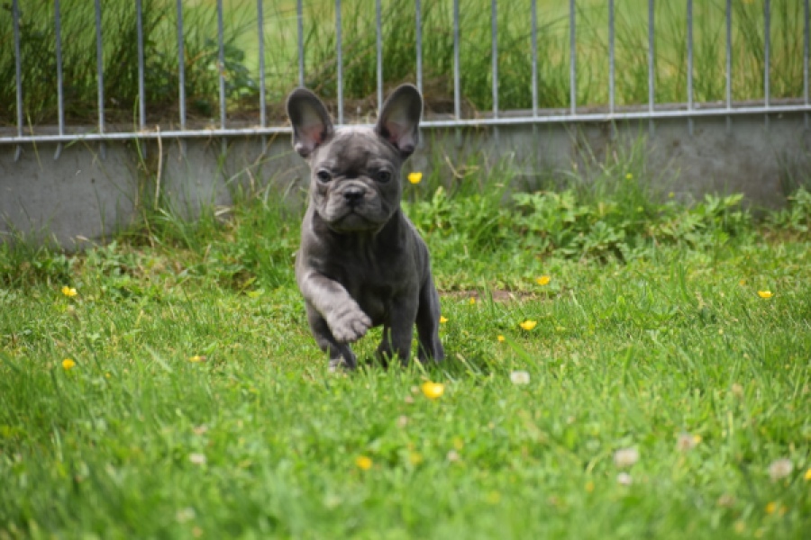 Bouldogue Francais (teef) 34460