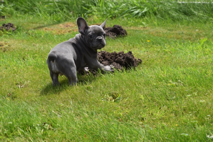 Bouldogue Francais (teef) 34460