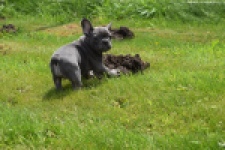 Bouldogue Francais (teef) 34460