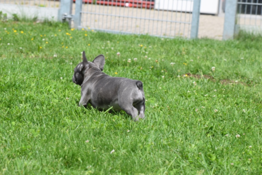 Bouldogue Francais (teef) 34460