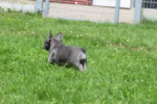 Bouldogue Francais (teef) 34460