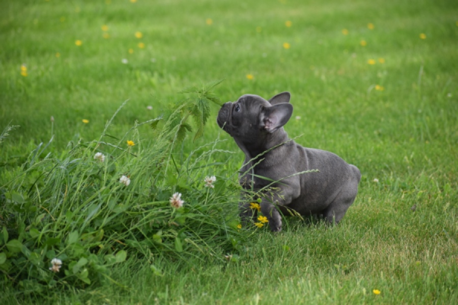 Bouldogue Francais (teef) 34460